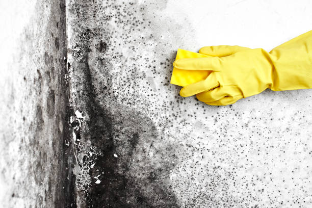 Best Residential Mold Removal  in Holland, TX