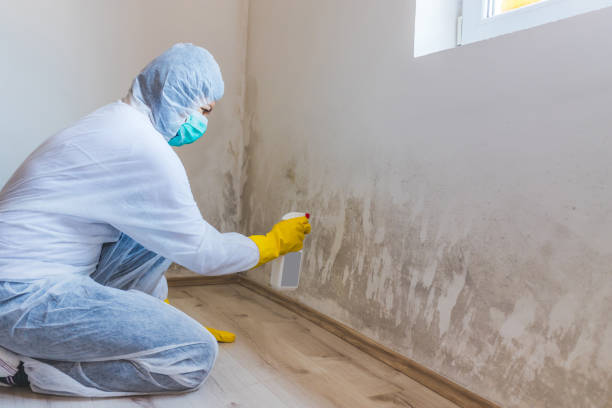 Best Attic Mold Removal  in Holland, TX