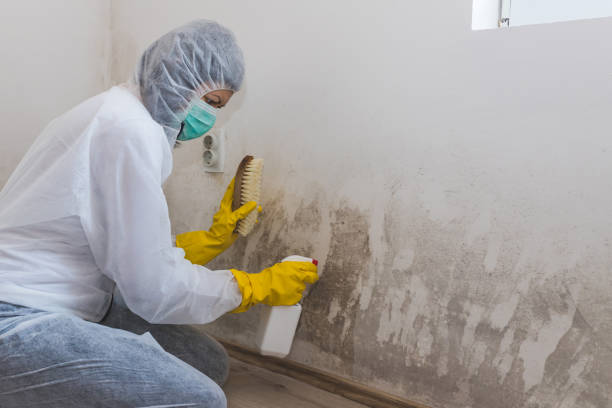 Crawl Space Mold Removal in Holland, TX