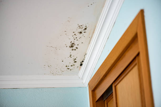 Best Professional Mold Removal  in Holland, TX