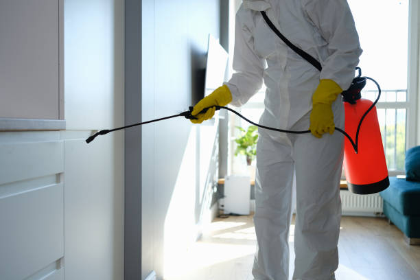 Best Certified Mold Removal  in Holland, TX
