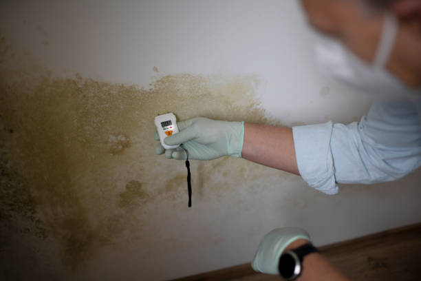 Best Professional Mold Removal  in Holland, TX