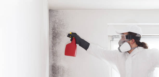 Best Mold Removal Company Near Me  in Holland, TX