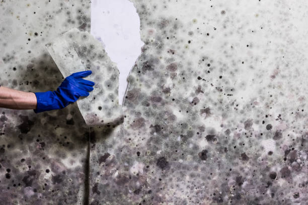 Best Local Mold Removal Service  in Holland, TX